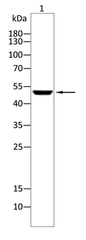 TUBG1 Antibody