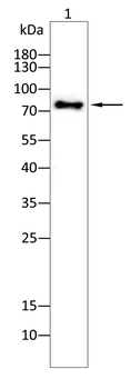 DLL4 Antibody