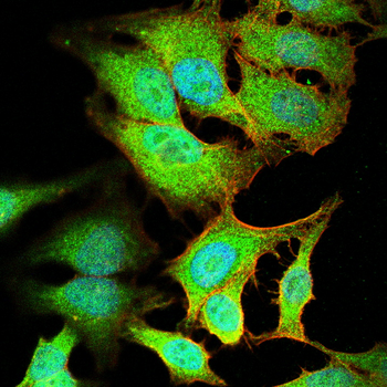 CDK4 Antibody