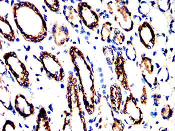 EFNB2 Antibody