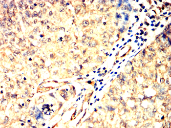 ITGAV Antibody
