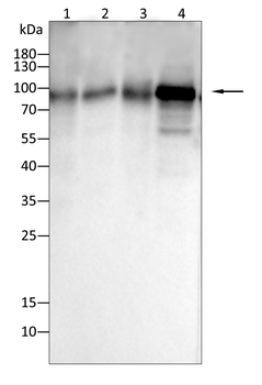 ITGAV Antibody