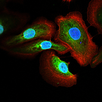 HSP90AA1 Antibody