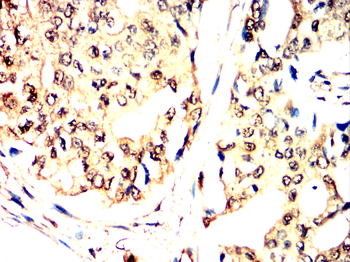 HSP90AA1 Antibody
