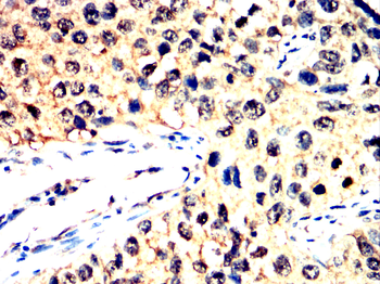 HSP90AA1 Antibody