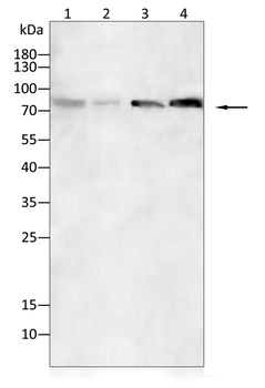 HSP90AA1 Antibody