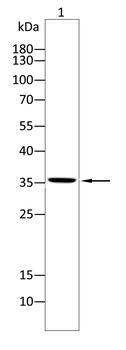YBX1 Antibody