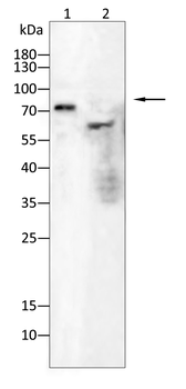 TP63 Antibody