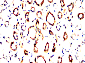 MDM2 Antibody