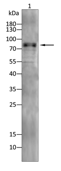 MDM2 Antibody