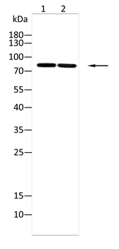 MDM2 Antibody