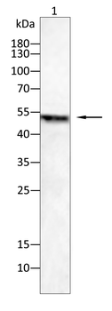 SHH Antibody