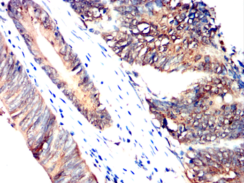 RAD51 Antibody