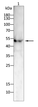 KRT10 Antibody