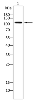 LIG4 Antibody