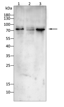 SDHA Antibody