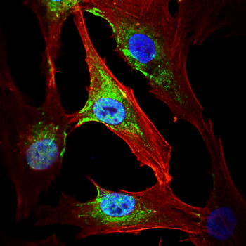 MT-CO2 Antibody