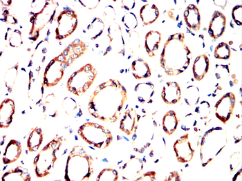MT-CO2 Antibody