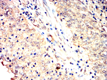 MT-CO2 Antibody