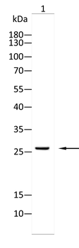 MT-CO2 Antibody