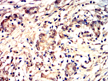 SNCA Antibody