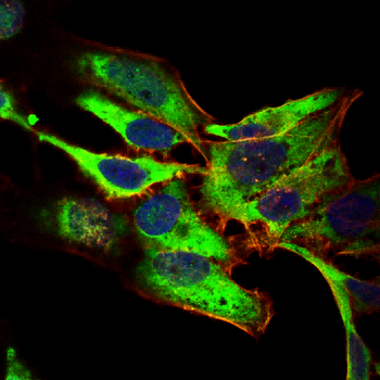 DLG2 Antibody