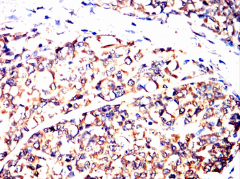 DLG2 Antibody