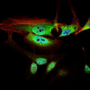 HTT Antibody