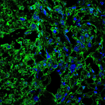 HTT Antibody