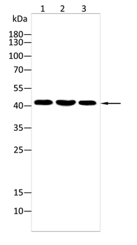 ADK Antibody