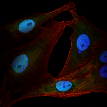 MCM3 Antibody