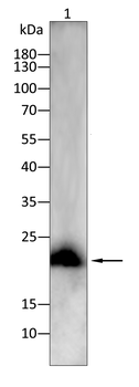 COQ8A Antibody