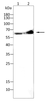 ACHE Antibody