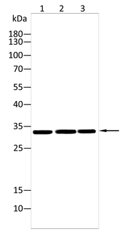 CNN1 Antibody
