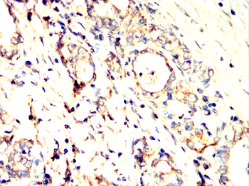 STAT5A Antibody