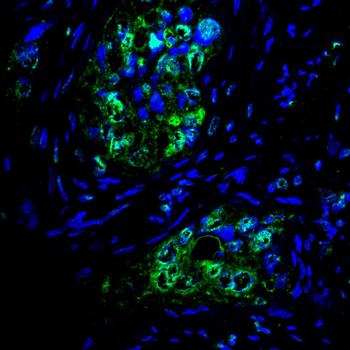 PRKDC Antibody
