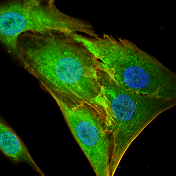 USP11 Antibody
