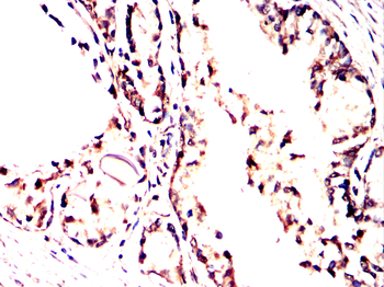 BHLHE41 Rabbit Polyclonal Antibody