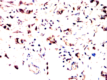 INA Antibody