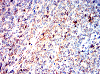 INA Antibody