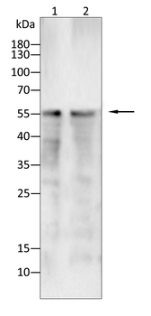INA Antibody