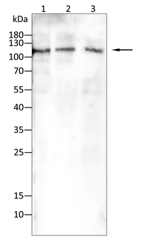 GLS2 Antibody