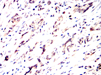 ATG4D Antibody