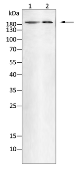 SMARCA4 Antibody