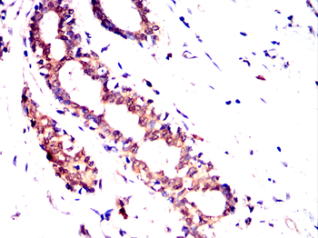 RXRA Antibody