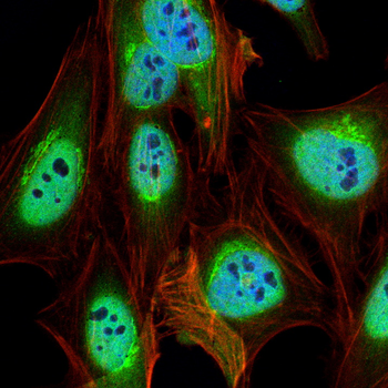 H2AX Antibody