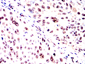 H2AX Antibody