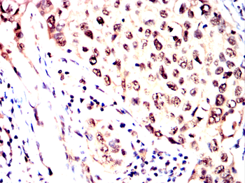 H2AX Antibody