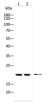 H2AX Antibody