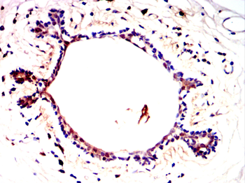 SUMO3 Antibody
